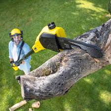 Best Tree Removal Service  in Frederick, MD