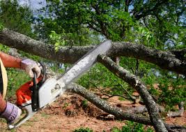 Best Tree Disease Treatment  in Frederick, MD