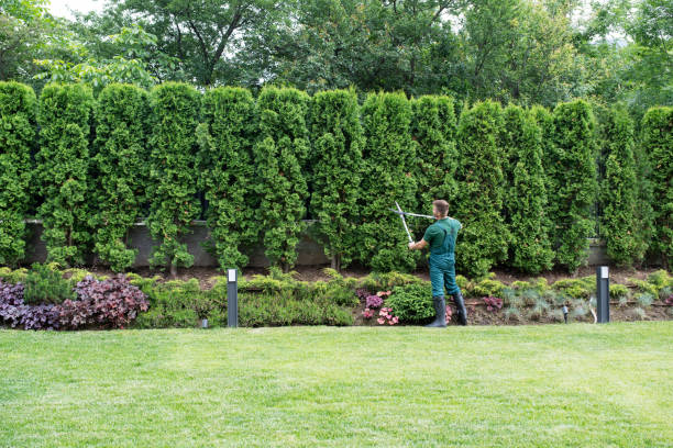 Best Palm Tree Trimming  in Frederick, MD