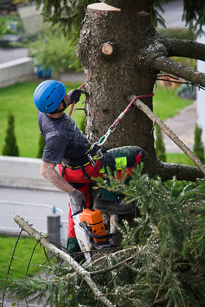 Best Storm Damage Tree Cleanup  in Frederick, MD